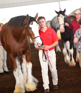 draft horse, ridden draft horse, draft horse under saddle, ride a draft, clydesdale, clydesdale mare, heavy horse, heavy horse ridden