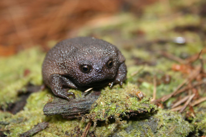 rain forest tree frog