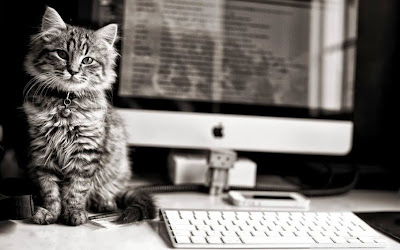 cat in front of apple computer