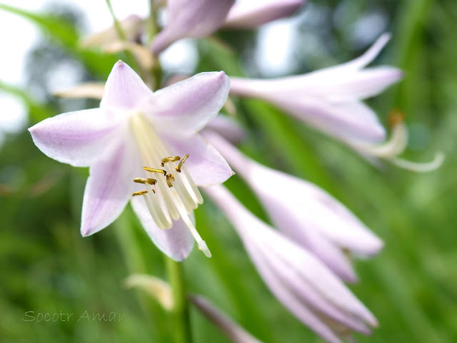 Hosta sieboldiana