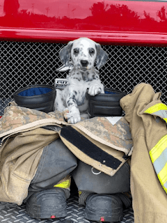 Lindo cachorro de estación de bomberos “observa” a los bomberos hacer ejercicio en el gimnasio