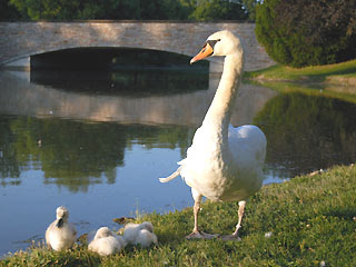 Stratford, Ontario Swans