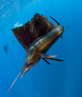 Mengenal Ikan Layaran Atau Sailfish Ikan Tercepat di 