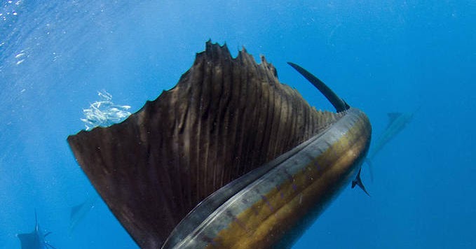 Mengenal Ikan Layaran Atau Sailfish Ikan Tercepat di 