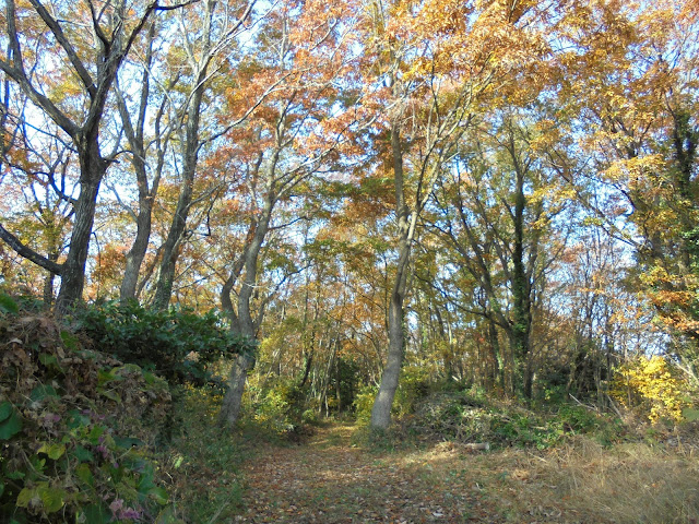 昨日歩いた紅葉の道