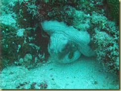 Octopus