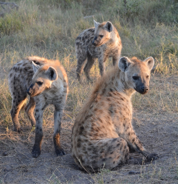 hyenas, hyena's, wildlife, Botswana, safari, young hyenas, Afrika, Africa, zuidelijk Afrika, wildpark, safaritoerisme, 