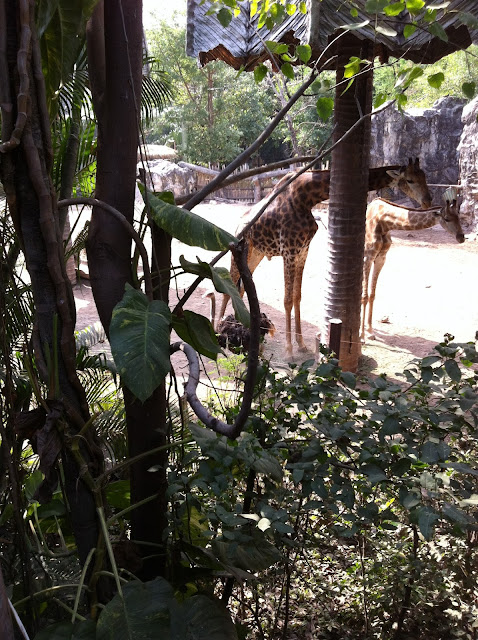 Jiraffe, Dusit Zoo, Bangkok, Thailand