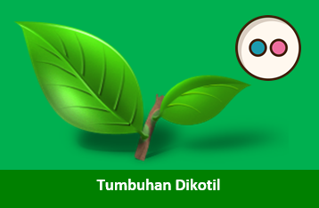 Tumbuhan Dikotil : Ciri-Ciri, Referensi Flora Dikotil Serta Nama
Latinnya