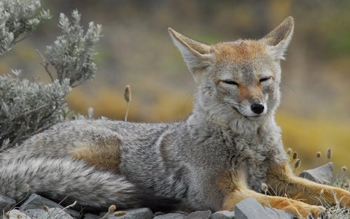 The Gray Fox | Some Facts & New Photos | The Wildlife