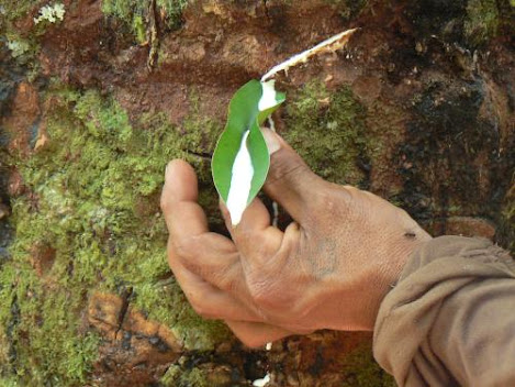 Caucho extraído del árbol