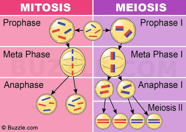 perbedaan Tahapan mitosis dan meiosis