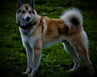 West Siberian Laika, Husky history West Siberian huskies are the most numerous of the 4 species of barks that exist today. The other three are:  Karlo-Finnish husky; Russian-European huskies; East Siberian husky. West Siberian huskies are considered native dogs, long living in the northern regions of Russia, mainly in Siberia. They lived and roamed with the peoples of the north thousands of years ago, moreover, even today many tribes still keep these dogs as universal companions.  Although, Western Siberian huskies are used as sled dogs, however, in their original form it is universal human assistants, performing a variety of functions. It is believed that these breeds are very close to their ancestors - wolves. Despite the fact that we mention four varieties of barks, in fact, these varieties were much more.  When in the early 20th century the tide of commodity farming, the development of the northern regions, industrialization, began to displace nomadic tribes, and reduce the population of barks, breeders began to seriously worry about the preservation of these beautiful animals. After the Second World War, it was decided to divide all existing varieties into four main ones, with the aim of further targeted breeding in nurseries. Thus, a variety of individuals were selected and transported to large dog farms in the country.  Characteristics of the breed popularity                                                           01/10  training                                                                08/10  size                                                                        06/10  mind                                                                     07/10  protection                                                          10/10  Relationships with children                         08/10  Dexterity                                                             07/10     Breed information country  Russia  lifetime  10-14 years old  height  Males: 55-62 cm Bitches: 55-62 cm  weight  Males: 18-23 kg Suki: 18-23 kg  Longwool  Average  Color  gray, white, pale red     West Siberian Laika, Husky history, breed information, description, personality and, common diseases.  West Siberian Laika, Husky history, breed information, description, personality and, common diseases.      description These are large dogs, with a muscular, athletic physique. The outlines of the body are almost square, the muzzle is a little elongated, and the ears are standing. The limbs are of medium length, and the tail is draped over top and twisted into the ring. There are three most common colors: gray, white, and pale red.     personality Since the West Siberian husky is an aboriginal breed that has been growing for thousands of years in almost half-wild conditions, with people who also led a fairly primitive lifestyle, even today these dogs retain many primitive features.  First, it is hunting instincts, which are and do not go anywhere even if the dog lives in the house. Of course, they will not be expressed so much, but on the street, your pet will definitely try to catch a squirrel, a bird, and all yard cats for him will be prey. Although he can be taught to live under the same roof as the cat, they will make friends and behave decently.  An aggressive attitude toward strangers is not peculiar, only if the dog does not live in a private house and does not realize its watchdog functions. If you have a private house, and the dog is often in the yard, performing the role of a watchdog, on strangers, it will bark, it is undeniable. However, the dog also always looks at the owner's attitude and changes its behavior accordingly.  These are very intelligent animals, to say the least. They understand a person perfectly well, recognize his emotional state, understand the relationship between people, well perceive speech. It is extremely difficult to endure a long separation from their family and owner, and for a very long time to get used to the new family. They are extremely affectionate, kind, and devoted to their people.  They have strong territorial instincts, and if other animals infiltrate the territory of huskies, war can not be avoided, with all the ensuing consequences. Especially if it's a dog of the same sex. Children are well received, but the child should be taught the correct treatment of the pet. They know how to distinguish between pets and wild animals. If you want to keep another dog with a husky, you need to raise them together from an early age, as a mature husky on their territory another dog will not allow it.  If you suppress the animal, forcing it to accept another dog, it will be perceived as humiliation and personal insult. From such character will simply break. Only the likes grown together can organize a pack. Also consider that the West Siberian husky has a high level of energy, and needs walks, training, mental stimulation, and games that simulate hunting. This is in the case if you are by nature not a hunter, and the dog is deprived of such activity in the natural environment.  Also, The West Siberian husky can make digs under the fence, poorly perceive darkness and cramped spaces (requires training and addiction), and sometimes can nibble a hole in the fence just to go for a walk. Including - and the nearest trash can, paradoxically. By the way, some northern peoples, such as Mansi, allow their huskies from time to time to go to the forest, so to speak, on their own business.     Common diseases These are very healthy dogs and rarely get sick.