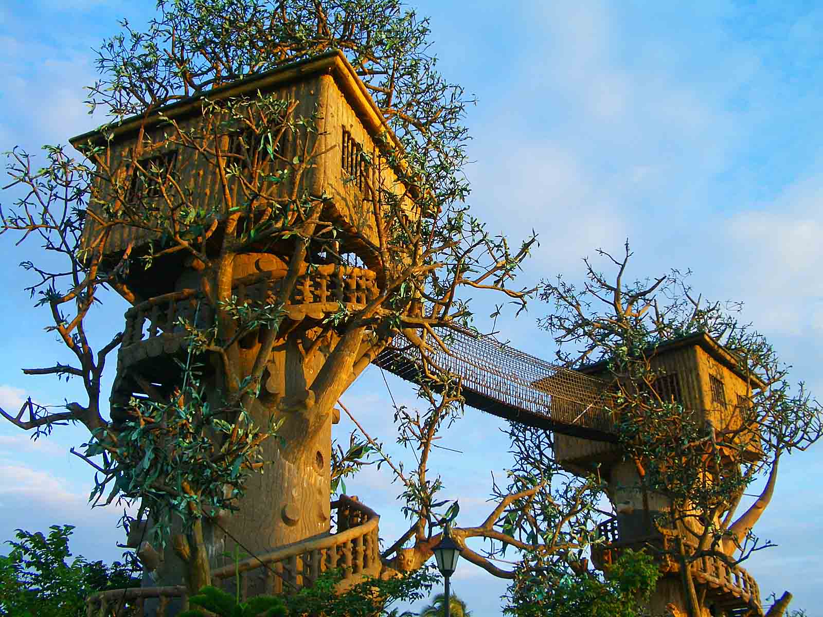 Cool Tree House