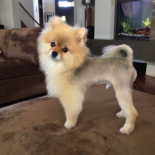 Lion Haircut Dog