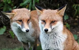 Pair of red foxes.