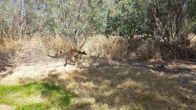 Wirribi River Trail Werribee Zoo