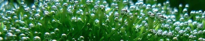 Bubbles Oxygen on Freshwater Aquatic Plants Riccia Fluitans