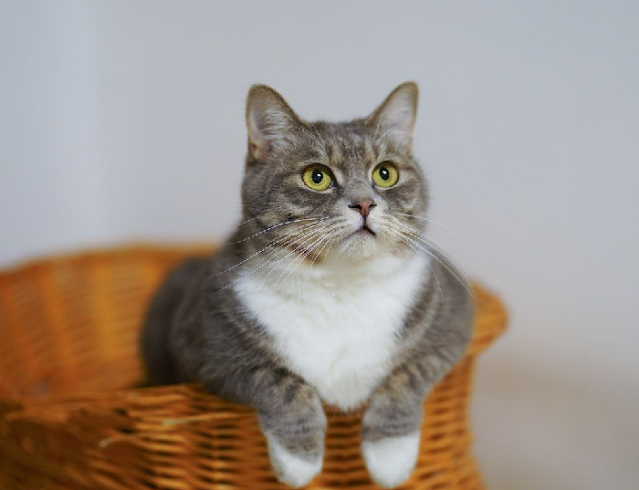 Creative Ways to Make Your Home a Cat Haven