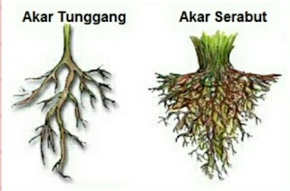 www.dwisangpetani.com