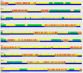 GEDmatch chromosome browser