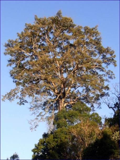 Pohon Beringin elegan di habitat asli, diukur setinggi 38 meter, di Bretti Nature Reserve, NSW, Australia