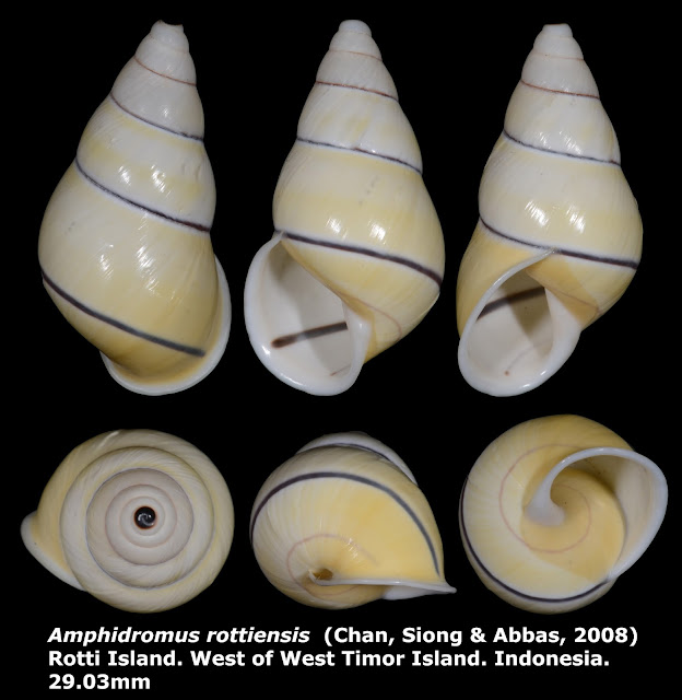 Amphidromus rottiensis 29.03mm