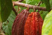 Koperasi Coklat di Provinsi Morobe Meningkat Pesat