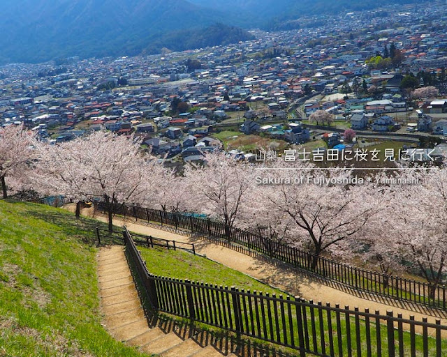 新倉山浅間公園の桜を見に富士吉田へ！