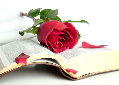 Linda rosa roja enmedio de un viejo libro - Red rose
