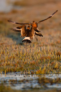 Wildlifefotografie Uferschnepfe Ochsenmoor Olaf Kerber