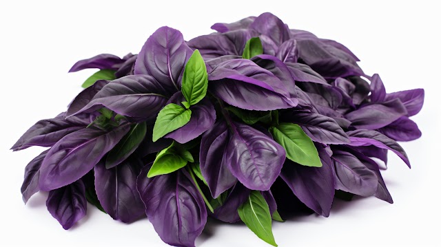 Mejora tu salud con la Albahaca Morada (Ocimum sanctum)