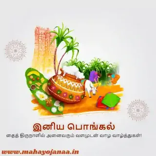 Pongal Festival