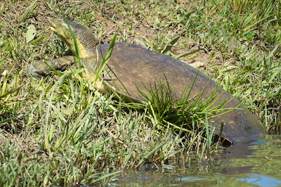 Smooth Softshell Turtle, Post Oak Park