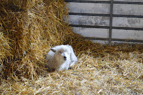 picture of a tiny lamb in  a hay barn, lambing season at Wimpole 