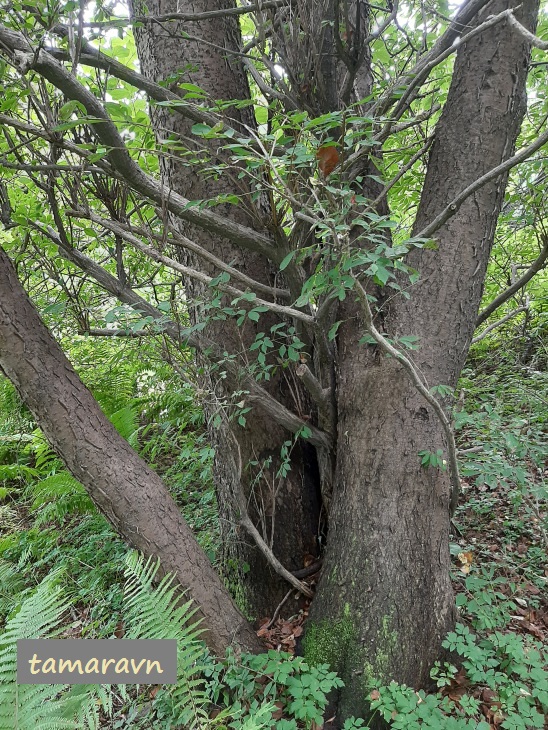 Маакия амурская (Maackia amurensis)