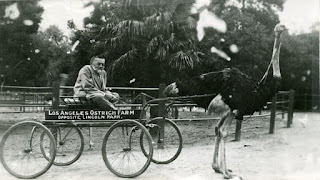 Charles Steinmetz seated in a wagon that is pulled by an ostrich