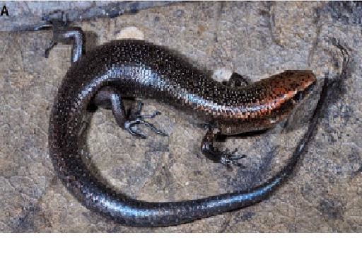 http://sciencythoughts.blogspot.co.uk/2014/01/a-new-species-of-skink-from-southern.html