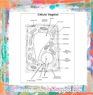 Celula Vegetal para colorear son sus partes en español