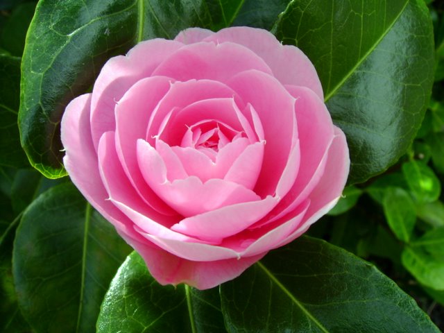 Pink Camellia flower