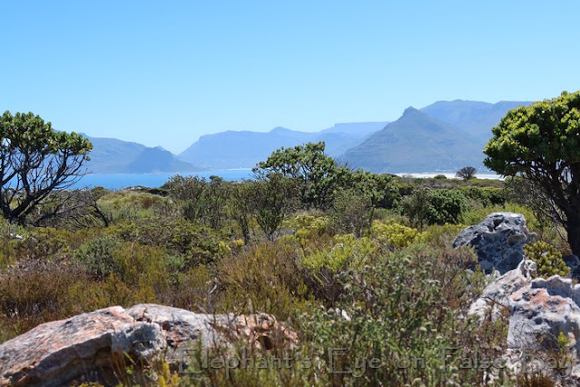 Looking from Slangkop to Table Mountain