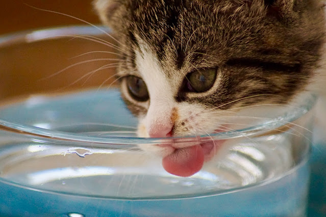 gatito tomando agua