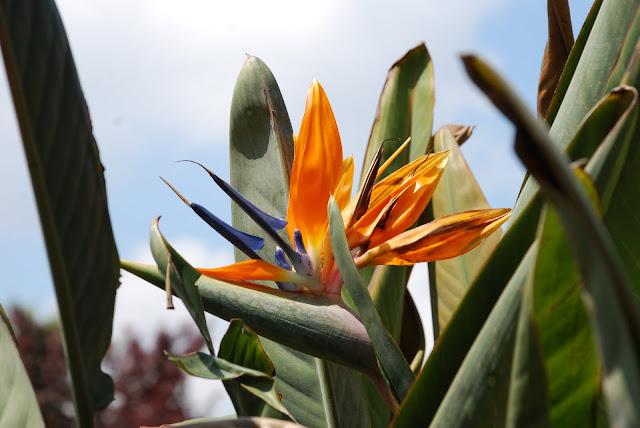 Bird Of Paradise Plant Size