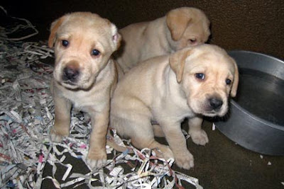 Three baby yellow Labrador Retrievers