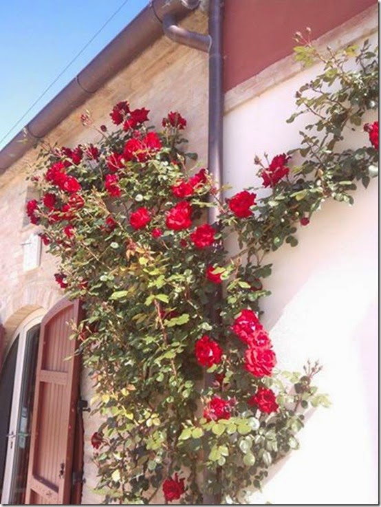 b&b Capodisole - Osimo - Marche (1)