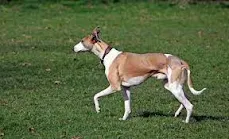 Ibizan Hound