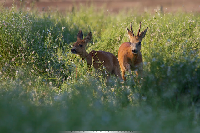 Reebok achtervolgt Reegeit tussen de bloemen - Roe buck chases female in the flower field 