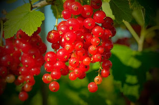 Piante da Frutto, Frutti di Bosco