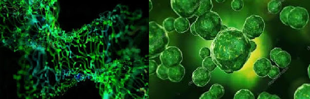 www.hvacmepcontractors.com           The microorganism behind the child recipe review can be harmless frightful little bug What is Cronobacter sakazakii? neonatologist at the University