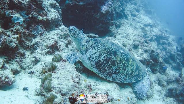 Photo of a sea turtle captured using 'Auto White Balance' mode, lost red color in image and it appear blue overall